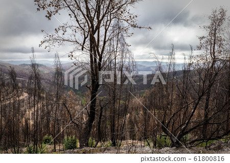 Burnt forest trees eucalyptus Monchique, Portugal, after fires. Natural disasters 61800816
