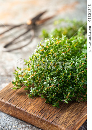 Bunch of fresh thyme 61801248