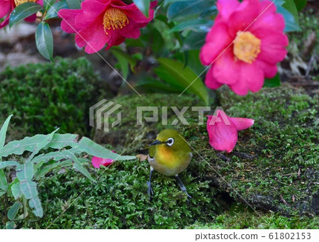  White-eye which came to suck nectar 61802153