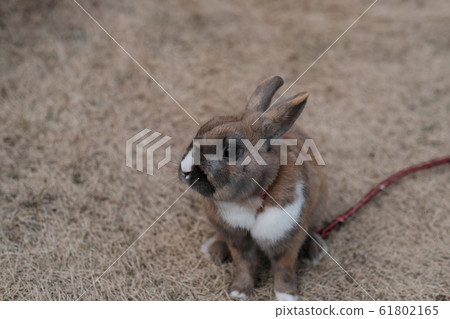 家兔 61802165
