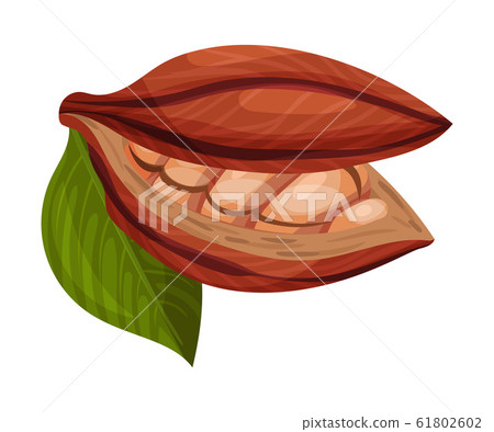 Cocoa Pod Cut into Halves with Many Beans Inside Vector Illustration 61802602