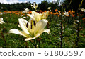 那須花日本 61803597