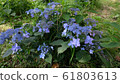 繡球花繡球花繡球花 61803613
