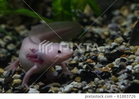 Axolotl underwater close up Axolotl underwater close up 61803726