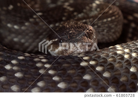 Deadly rattle snake close up Deadly rattle snake close up 61803728