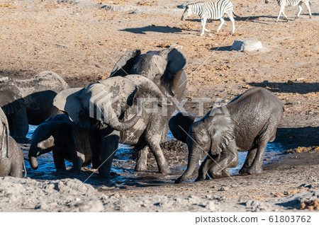 Close-up of a large herd of Elephants Bathing an Drinking in a waterhole Close-up of a large herd of Elephants Bathing an Drinking in a waterhole 61803762