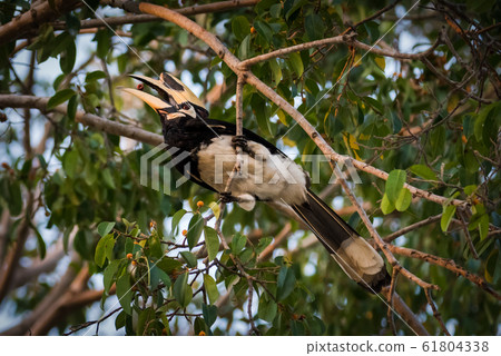 0riental pied hornbill (Anthracoceros albirostris) is an Indo-Malayan pied hornbill 61804338
