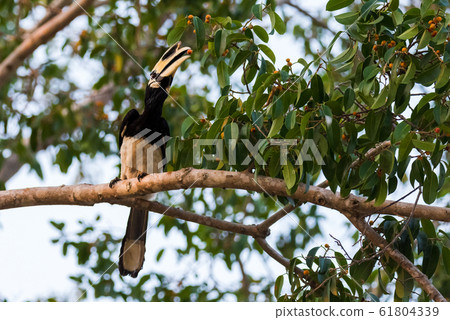 0riental pied hornbill (Anthracoceros albirostris) is an Indo-Malayan pied hornbill 61804339