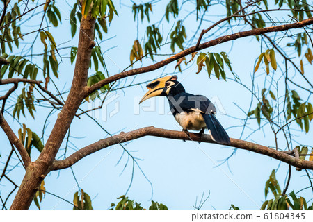0riental pied hornbill (Anthracoceros albirostris) is an Indo-Malayan pied hornbill 0riental pied hornbill (Anthracoceros albirostris) is an Indo-Malayan pied hornbill 61804345