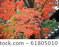 Kyoto Autumn leaves 61805010