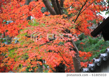 Kyoto Autumn leaves Kyoto Autumn leaves 61805010