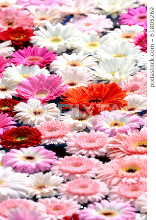 雛菊 雛菊 61805269