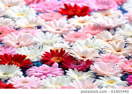 雛菊 雛菊 61805440