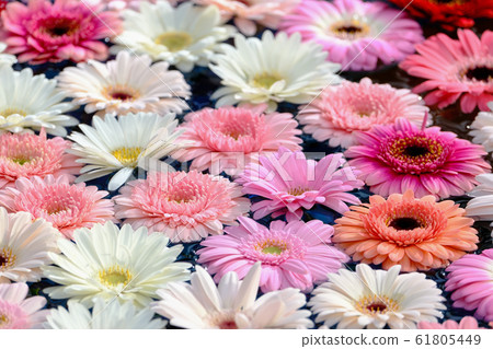 Gerbera Gerbera 61805449