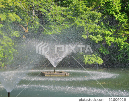 <Musashino>初夏（5月下旬）的井之頭池塘和噴泉 61806026