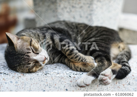 striped kitten cat sleeping on chair 61806062