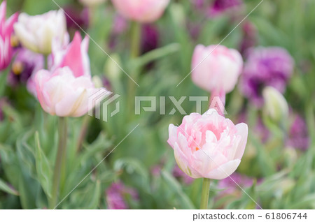 Tulip Tulip 61806744