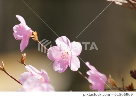 Akebono杜鵑花 Akebono杜鵑花 61806969