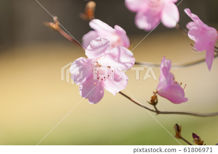 Akebono杜鵑花 61806971