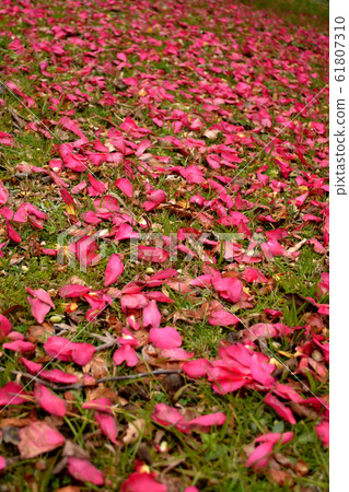 撒贊卡花瓣充滿了地面 61807310