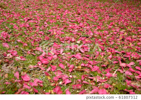 撒贊卡花瓣充滿了地面 61807312