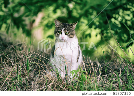 Stray cat portrait 61807330