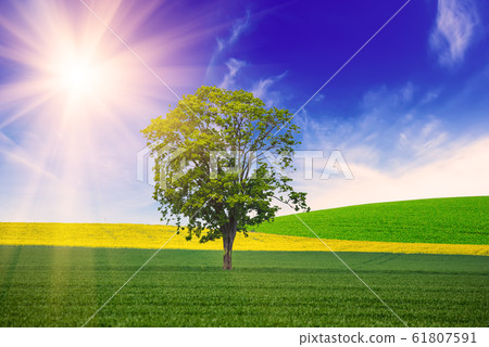 A Single Tree 61807591