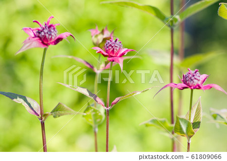 Monarda didyma (crimson beebalm, scarlet monarda, Monarda didyma (crimson beebalm, scarlet monarda, 61809066