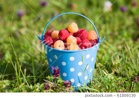 Raspberries in blue bucket in summer day. Harvest. 61809130