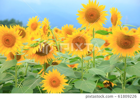 Sunflower sunflower 61809226