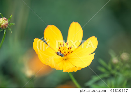 Cosmos flowers 61810557