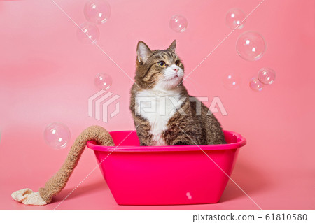 Grey cat washes in a pink basin Grey cat washes in a pink basin 61810580