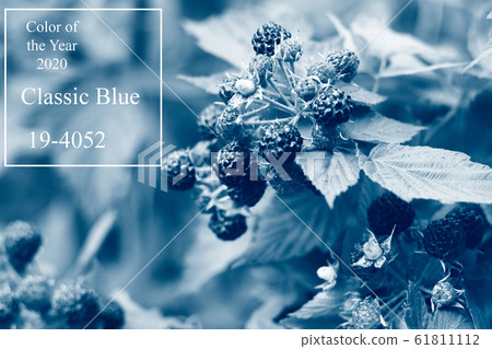 berries blackberries on the Bush in the open air , natural food product , Toning in a classic blue color. trend 2020. 61811112