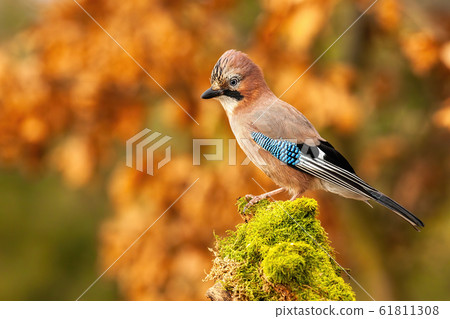Horizontal composition of Eurasian jay sitting on trunk with copy space Horizontal composition of Eurasian jay sitting on trunk with copy space 61811308
