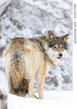 Focused wolf in pack looking backward in cold winter forest 61811484