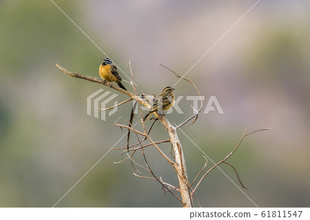 African Golden breasted Bunting in Kruger National African Golden breasted Bunting in Kruger National 61811547