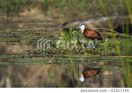 African jacana in Kruger National park, South African jacana in Kruger National park, South 61811548