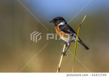 African stonechat in Kruger National park, South African stonechat in Kruger National park, South 61811549