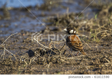 Chesnut backed sparrow Lark in Kruger National 61811590
