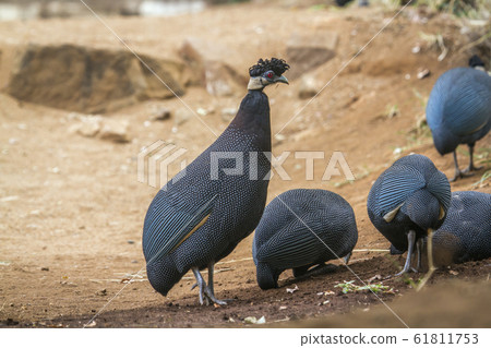 Kenya Guineafowl in Kruger National park, South Kenya Guineafowl in Kruger National park, South 61811753