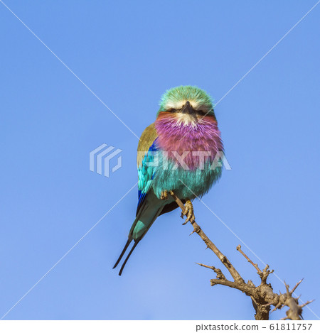 Lilac breasted roller in Kruger National park, Lilac breasted roller in Kruger National park, 61811757