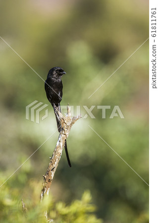 Magpie Shrike in Kruger National park, South 61811761