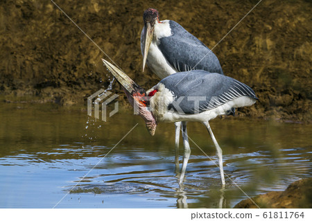 Marabou stork in Kruger National park, South Marabou stork in Kruger National park, South 61811764