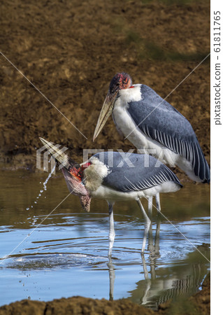 Marabou stork in Kruger National park, South Marabou stork in Kruger National park, South 61811765