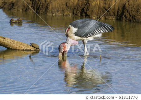 Marabou stork in Kruger National park, South Marabou stork in Kruger National park, South 61811770