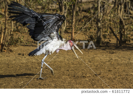 Marabou stork in Kruger National park, South Marabou stork in Kruger National park, South 61811772