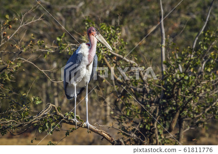 Marabou stork in Kruger National park, South 61811776