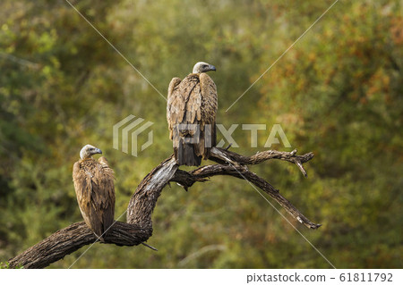 Cape vulture in Kruger National park, South Africa 61811792