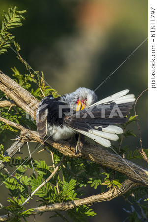 Southern yellow billed hornbill in Kruger National Southern yellow billed hornbill in Kruger National 61811797