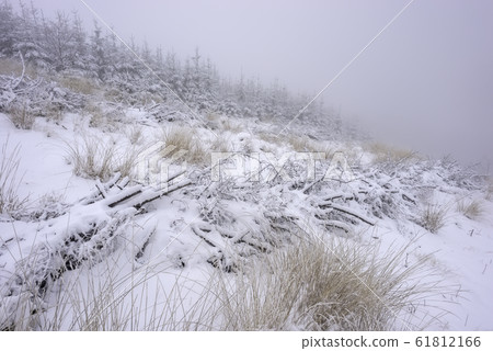 Forest grass covered with fresh snow Forest grass covered with fresh snow 61812166